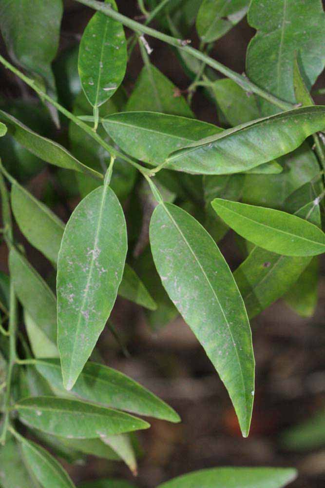              Shade leaves (Riverside, CA)       